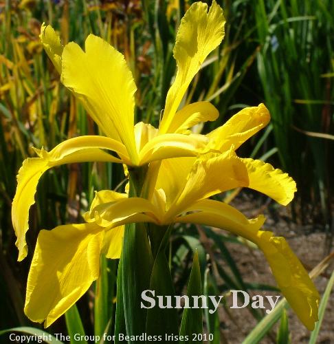 Sunny Day (2)